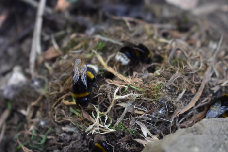Bumblebee nest